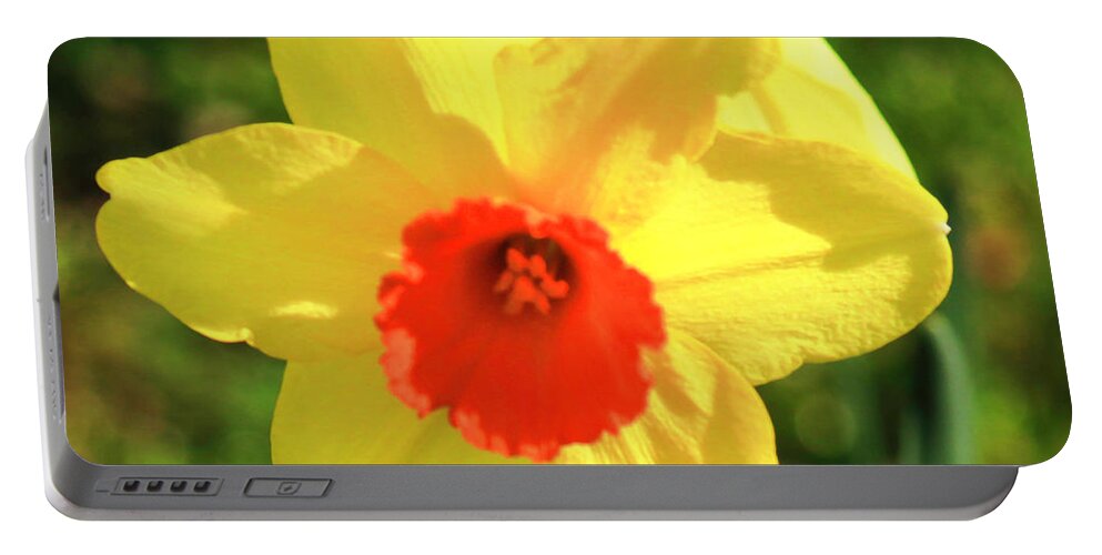 Spring Portable Battery Charger featuring the photograph Spring Dandelion by Dr Janine Williams