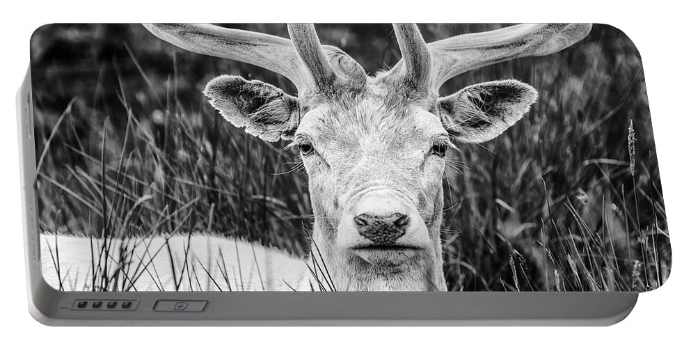 Spring Portable Battery Charger featuring the photograph Spring Deer by Nick Bywater