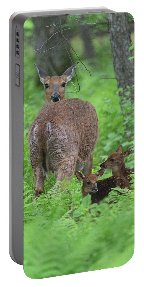 Deer Portable Battery Charger featuring the photograph Spring Fawns by Nancy Dunivin