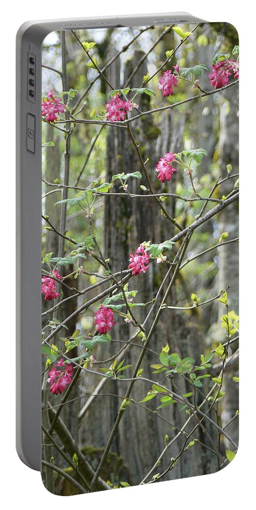 Tree Portable Battery Charger featuring the photograph Spring Renewal by Pamela Patch