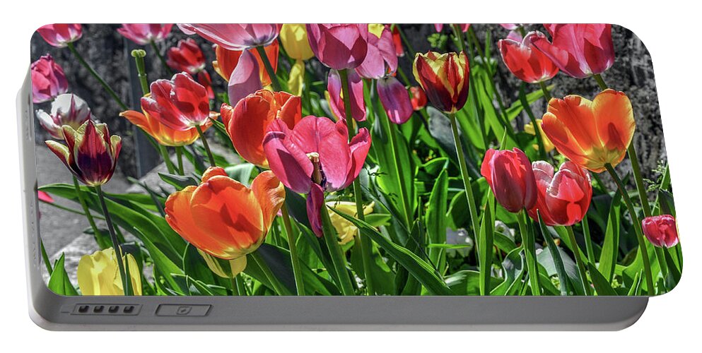 Flower Portable Battery Charger featuring the photograph Spring tulips by David Meznarich