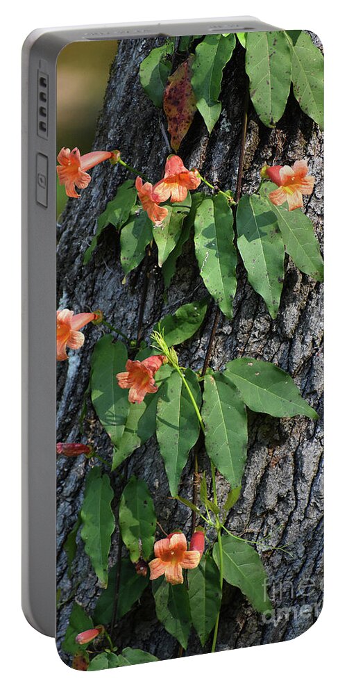 Pictures Of Flowers Portable Battery Charger featuring the photograph Vinery by Skip Willits