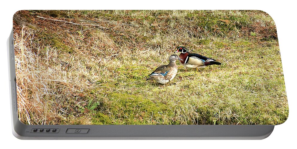 Wood Duck Portable Battery Charger featuring the photograph Spring Wood Ducks by Gwen Gibson