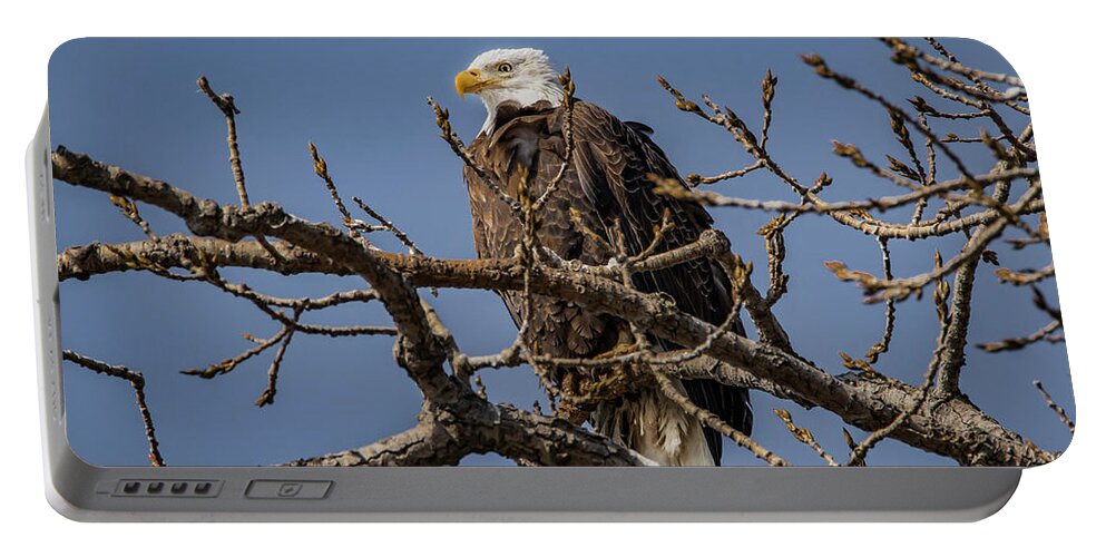 American Bald Eagle Portable Battery Charger featuring the photograph Springtime Eagle by Ray Congrove
