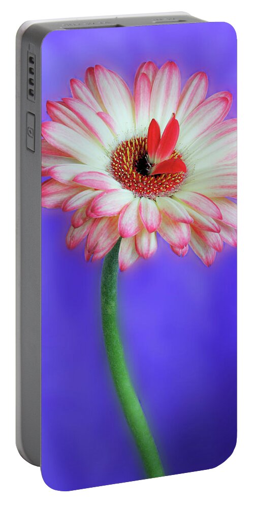 Flowers Portable Battery Charger featuring the photograph Sprouting dahlia by Marla Craven