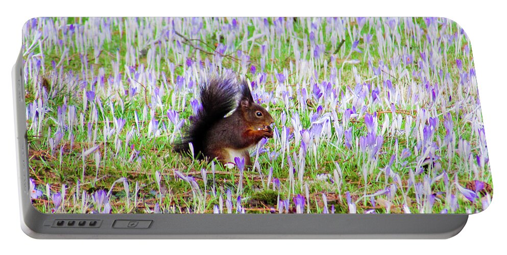 Bird Portable Battery Charger featuring the photograph Squirrel by Cesar Vieira