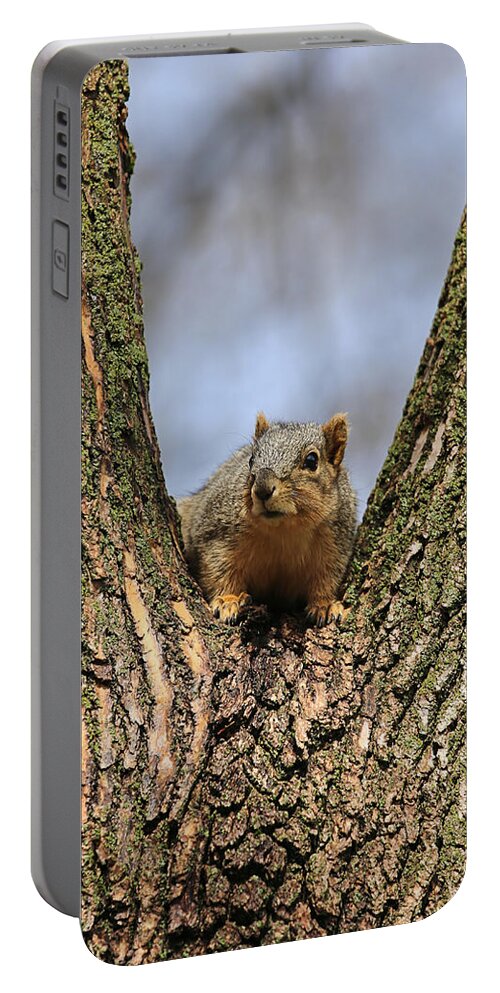  Theresa Campbell Portable Battery Charger featuring the photograph Squirrel In Tree Fork by Theresa Campbell