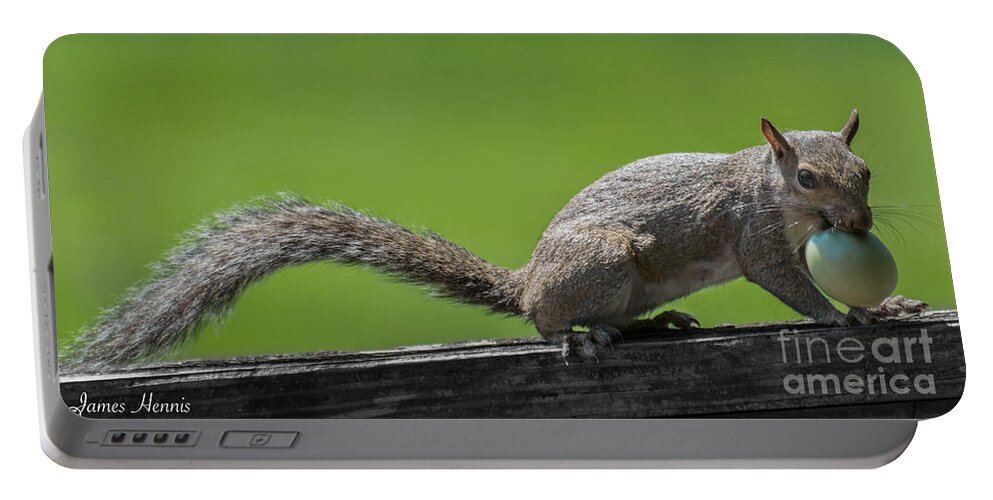 Squirrel Portable Battery Charger featuring the photograph Squirrel Run by Metaphor Photo
