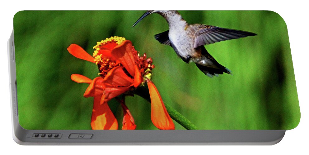 Bird Portable Battery Charger featuring the photograph Standing In Motion - Hummingbird In Flight 013 by George Bostian