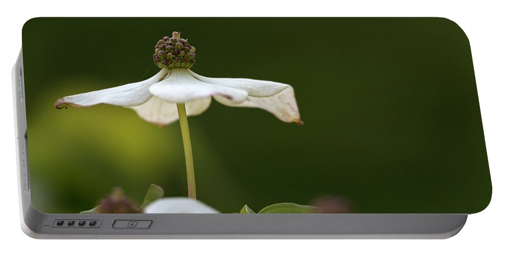 Dogwood Portable Battery Charger featuring the photograph Standing Tall by Holly Ross