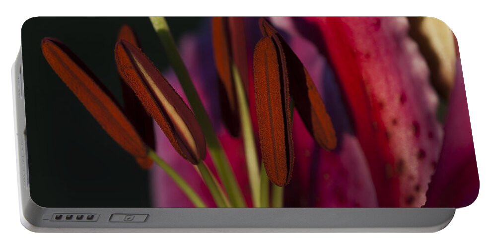 Anthers Portable Battery Charger featuring the photograph Star Gazer Lily by Robert Potts