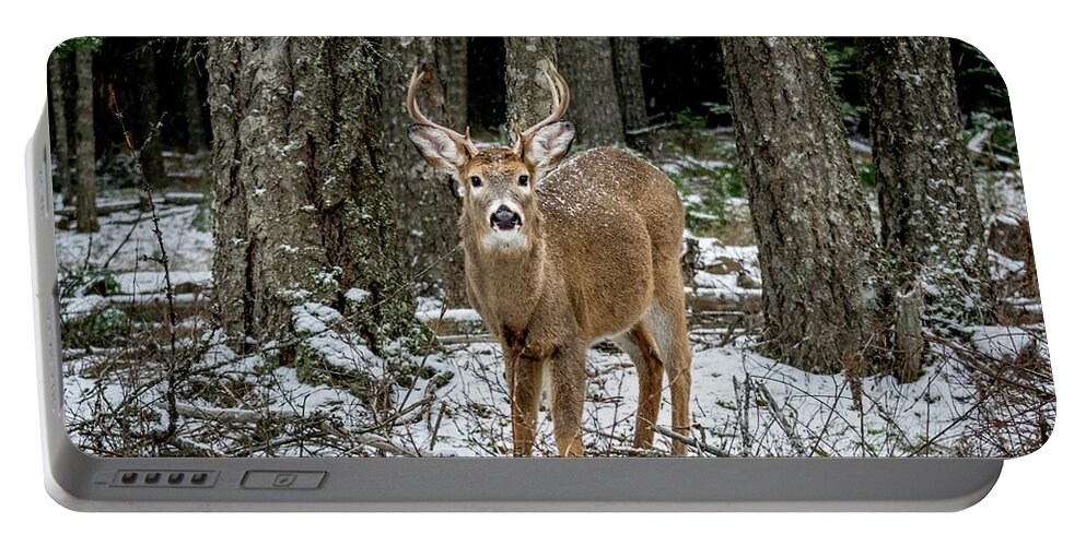 Wildlife Portable Battery Charger featuring the photograph Staring Buck by Lester Plank
