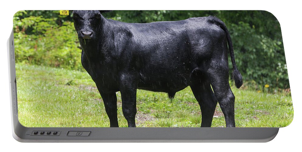 Steer Portable Battery Charger featuring the photograph Staring Steer by D K Wall