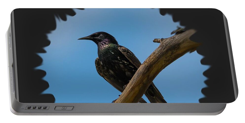 Starling Portable Battery Charger featuring the photograph Starling  by Holden The Moment