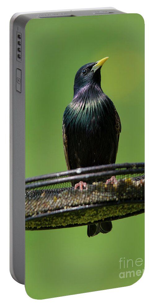 Starling Portable Battery Charger featuring the photograph Starling on feeder 2 by Steev Stamford