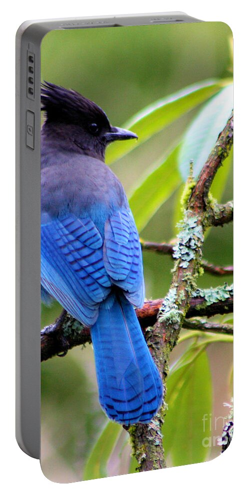 Blue Jay Portable Battery Charger featuring the photograph Stellar Blue Jay by Nick Gustafson