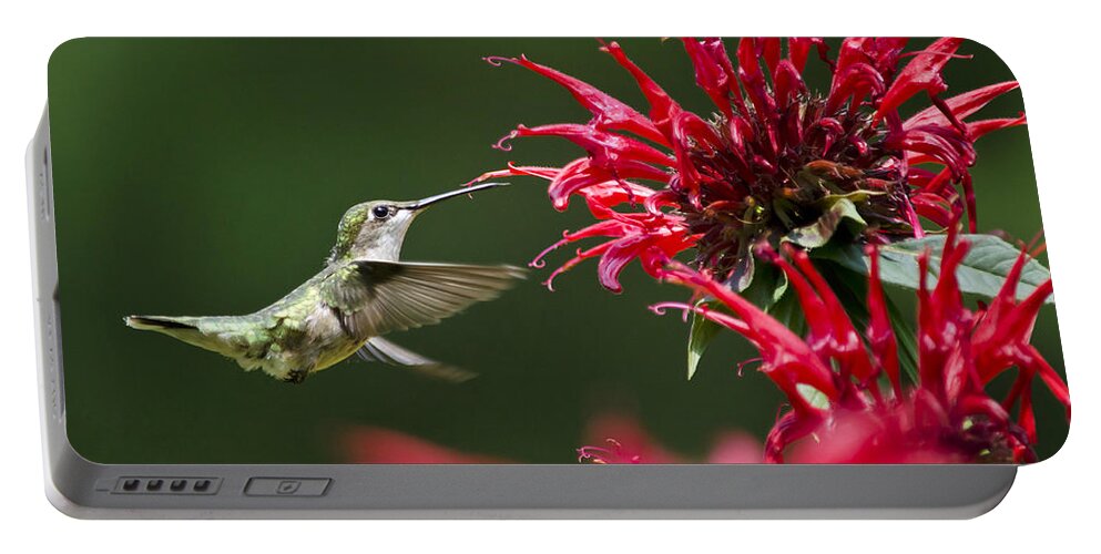 Hummingbirds Portable Battery Charger featuring the photograph Hummingbird Sticky Sweet by Christina Rollo