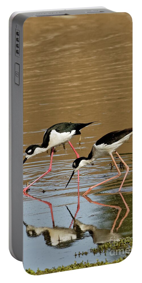 Stilts Portable Battery Charger featuring the photograph Stilt shorebirds by Natural Focal Point Photography