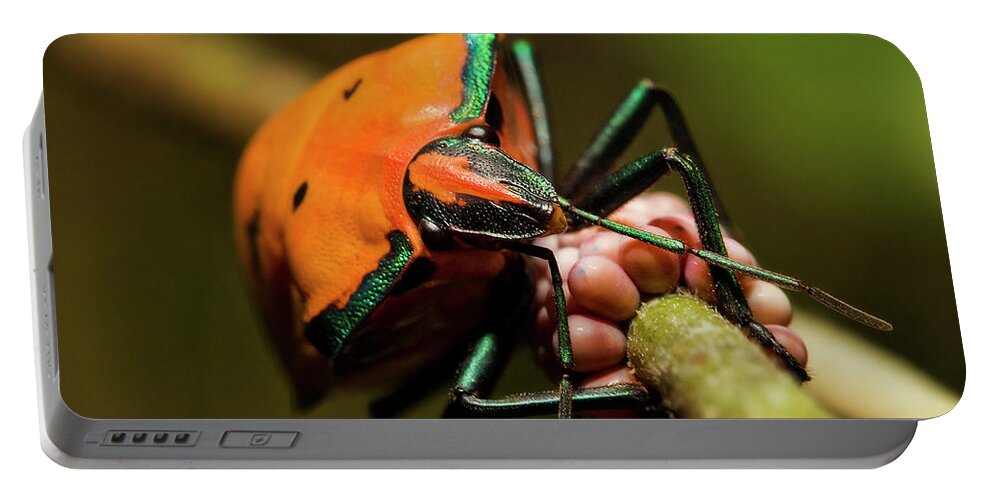 Macro Photography Portable Battery Charger featuring the photograph Stink bug 666 by Kevin Chippindall