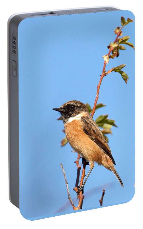 Stonechat Portable Battery Charger featuring the photograph Stonechat on branch by Bob Kempp