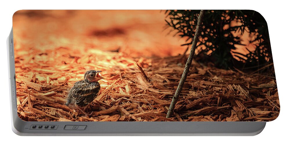 Chipping Sparrow Portable Battery Charger featuring the photograph Story of the Baby Chipping Sparrow 1 of 10 by Joni Eskridge