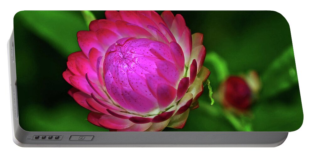 Purple Portable Battery Charger featuring the photograph Strawflower 018 by George Bostian