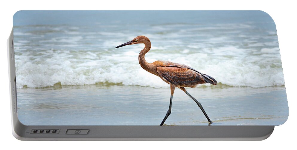 Florida Portable Battery Charger featuring the photograph Strolling by Todd Blanchard