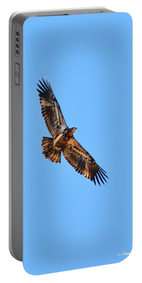 Bird Portable Battery Charger featuring the photograph Sub-Adult Soaring by Harry Moulton