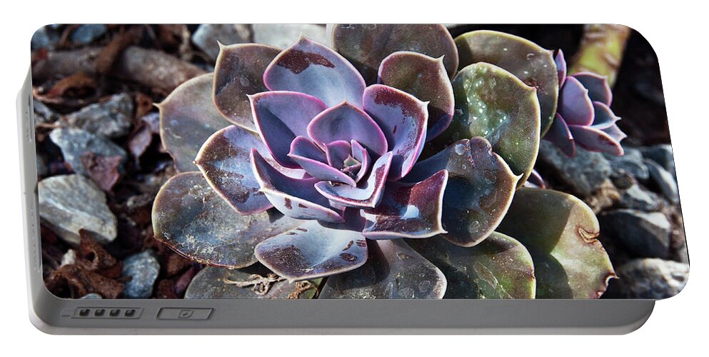 Succulent Plant Poetry Portable Battery Charger featuring the photograph Succulent Plant Poetry by Silva Wischeropp