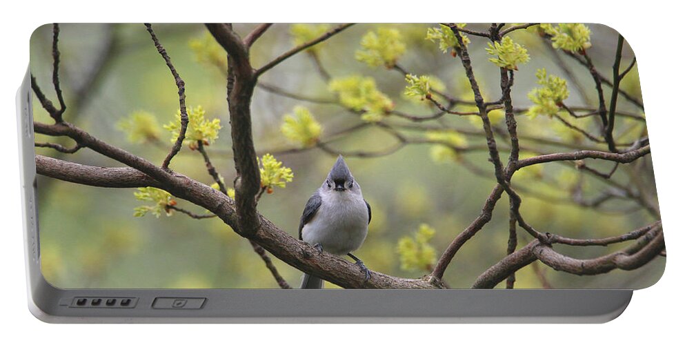 Tufted Titmouse Portable Battery Charger featuring the photograph Such A Cute Face by Living Color Photography Lorraine Lynch