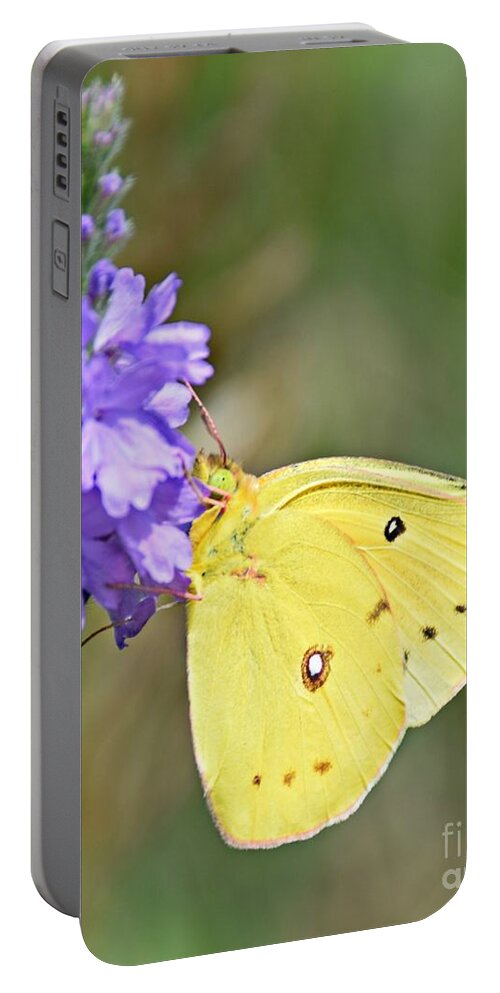 Sulfur Butterfly Portable Battery Charger featuring the photograph Sulfur Butterfly by Kathy M Krause