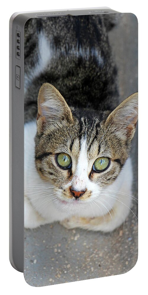 Cat Portable Battery Charger featuring the photograph Suma by Munir Alawi