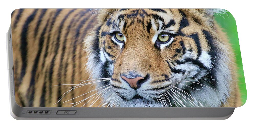 Tiger Portable Battery Charger featuring the photograph Sumatran Tiger Up Close by Steve McKinzie