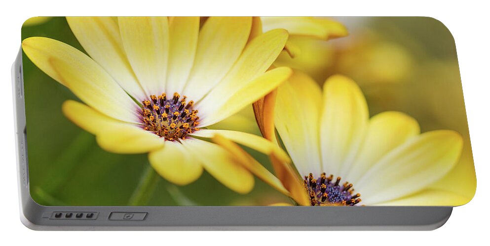 African Daisy Portable Battery Charger featuring the photograph Summer Daisies by Tanya C Smith