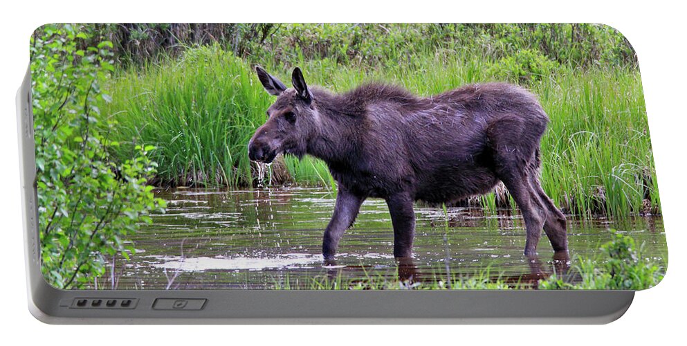 Moose Portable Battery Charger featuring the photograph Summer Dip by Scott Mahon