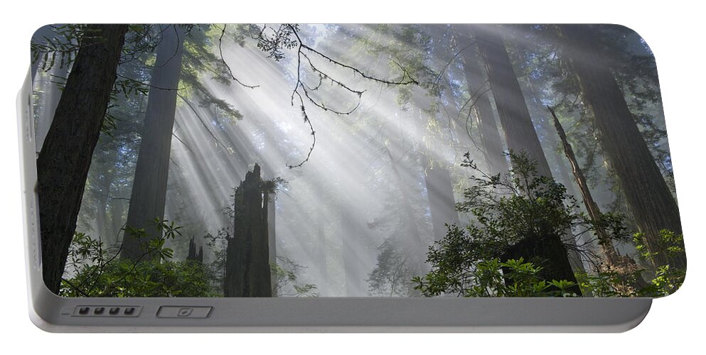 Sun Rays Portable Battery Charger featuring the photograph Sun Beams In Redwood Forest by Inga Spence