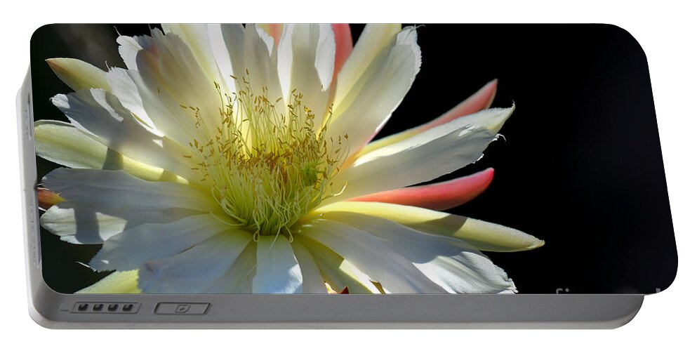 Cereus Cactus Portable Battery Charger featuring the photograph Sun Splashed by Deb Halloran