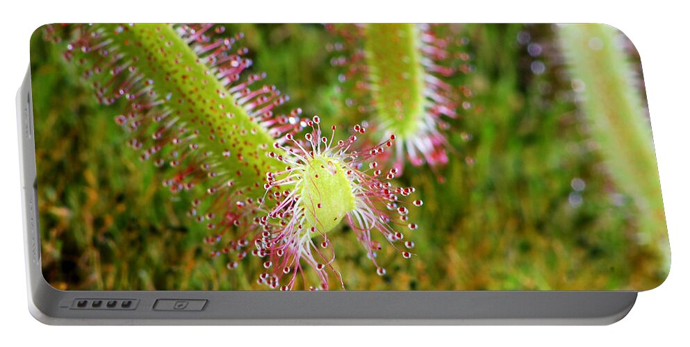 Drosera Capensis Portable Battery Charger featuring the photograph Sundew Drosera Capensis 5 by Nancy Mueller