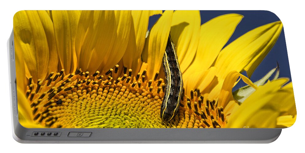 Sunflower Portable Battery Charger featuring the photograph Sunflower Trespasser by Crystal Nederman