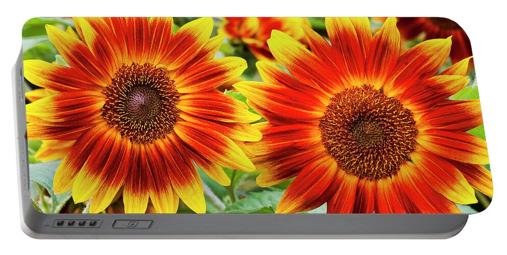 Sunflower Portable Battery Charger featuring the photograph Sunflower Garden by Alan L Graham