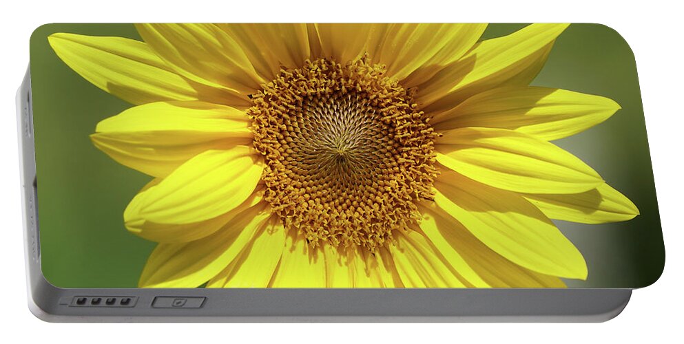Sunflower Portable Battery Charger featuring the photograph Sunflower in the Sun by Robert E Alter Reflections of Infinity