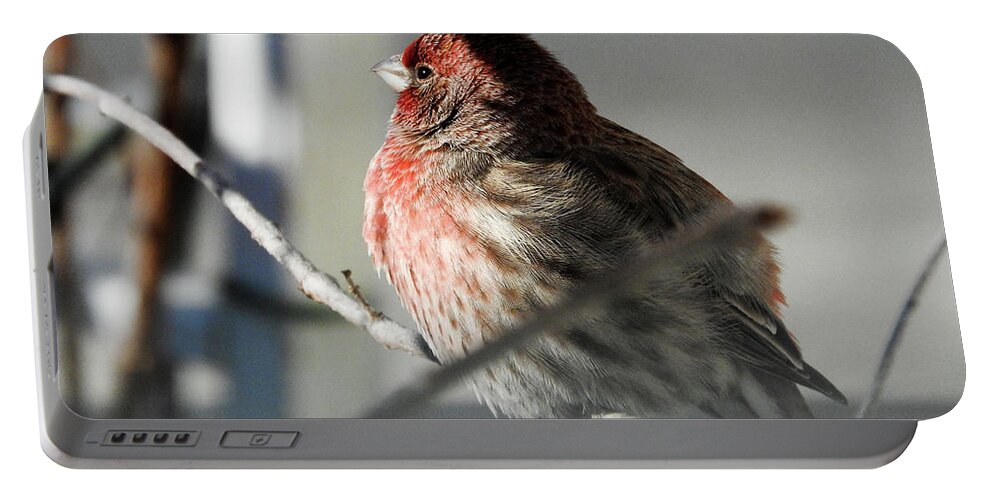 Housefinch Portable Battery Charger featuring the photograph Sunlight On My Feathers by Janice Adomeit
