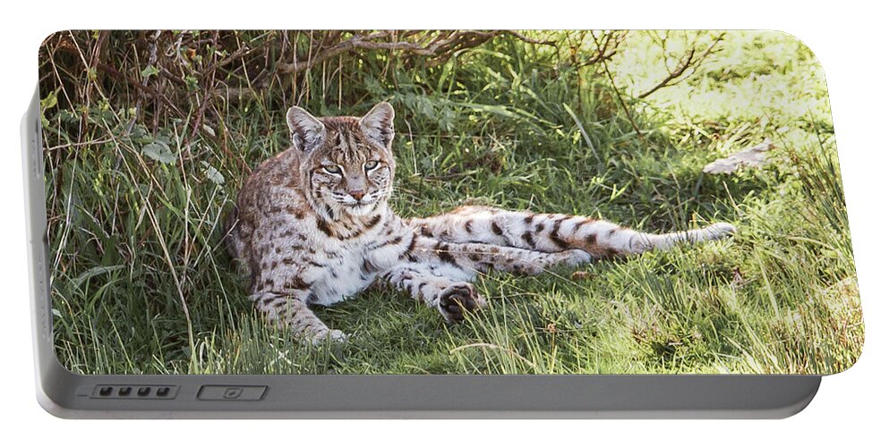 Bobcat Portable Battery Charger featuring the photograph Sunlight Stop by Kevin Dietrich