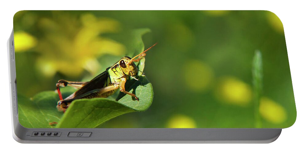 Grasshopper Portable Battery Charger featuring the photograph Green Grasshopper by Christina Rollo