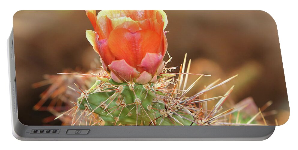 Cacti Portable Battery Charger featuring the photograph Sunset In The Deserts by Elaine Malott