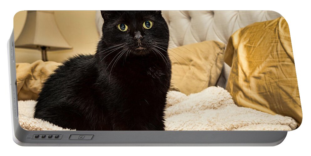 Black Domestic Shorthair Portable Battery Charger featuring the photograph Sunshine by Lawrence Burry