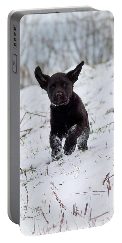 Pup Portable Battery Charger featuring the photograph Super Pup by Holden The Moment