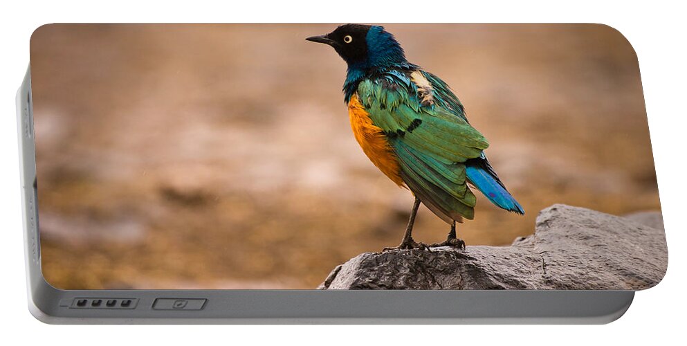 3scape Photos Portable Battery Charger featuring the photograph Superb Starling by Adam Romanowicz