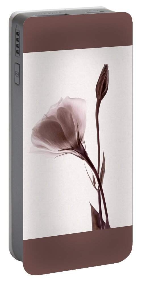 Lisianthus Flowers Portable Battery Charger featuring the photograph Supple by Leda Robertson
