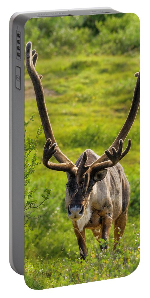Surprise Portable Battery Charger featuring the photograph Surprise by Chad Dutson